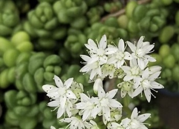 白花タイトゴメ