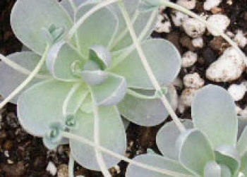 子持ち蓮華