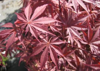 紅鏡（べにかがみ）