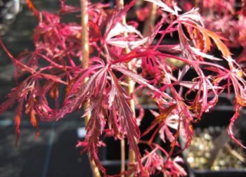 花まとい