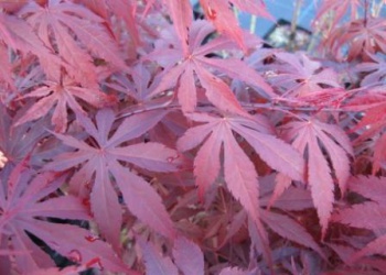 千歳山