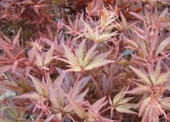 紅羽衣（べにはごろも）