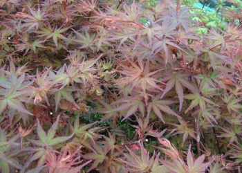 紅セイガイ